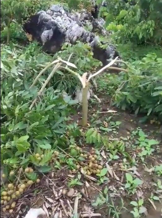 Hàng chục cây nhãn sắp đến ngày hái quả bị chặt phá tan nát - 1
Hình ảnh những cây nhãn sắp đến kỳ thu hoạch quả bị chặt ngang thân (ảnh cắt từ clip).
