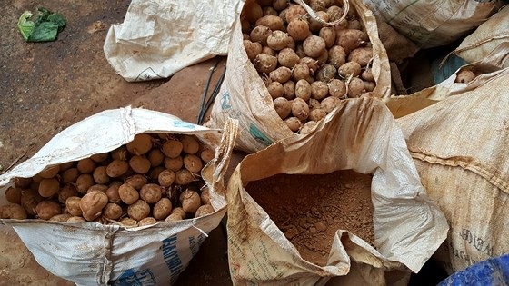Lật mặt tiểu thương "phù phép" khoai tây Trung Quốc thành hàng Đà Lạt - 3 sẽ được phù phép bằng đất đỏ để biến thành hàng đặc sản Đà Lạt