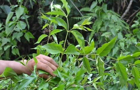 Vợ nhẫn tâm bỏ lá ngón vào canh sát hại chồng - 1
Cây lá Ngón