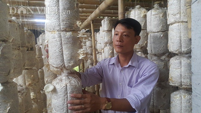 Nam Định: 8x bỏ túi 20 triệu đồng/tháng nhờ ...loài nấm trắng như bông - 1 Anh Trần Tuấn Hữu - Chủ tịch Hội Nông dân xã Hải Tây đang dẫn phóng viên báo Dân Việt đi thăm quan mô hình trồng nấm bào ngư của gia đình chị Huyền.