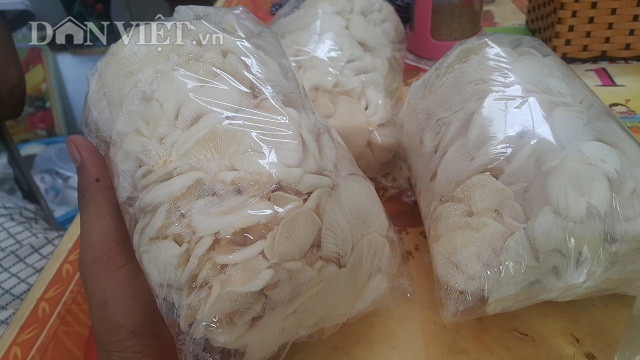 Nam Định: 8x bỏ túi 20 triệu đồng/tháng nhờ ...loài nấm trắng như bông - 3 Sản phẩm sau khi thu hoạch về sẽ được đóng gói và được bán với giá 25 ngàn đồng/kg.