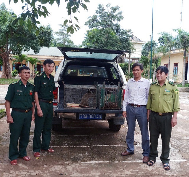 Quảng Bình: Chuyển giao 6 cá thể động vật bị săn bắt trái phép để thả về tự nhiên - 1 Lực lượng biên phòng chuyển giao các cá thể động vật hoang dã cho Trung tâm Cứu hộ, bảo tồn và Phát triển sinh vật