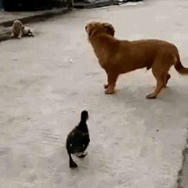 “Cười thả ga” với loạt ảnh động về những khoảnh khắc hài hước - 13 “Chơi gì kỳ vậy?”