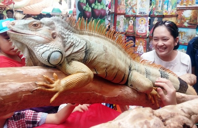 Thú chơi siêu “độc”, siêu “dị”: Nuôi rắn cảnh, nhện khổng lồ trong nhà - 5 Đây là loài bò sát có kích cỡ lớn, hầm hố. Chúng có xuất xứ từ vùng Caribe Nam Mỹ. Ảnh: Dương Thanh (Dân Việt)
