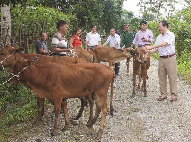 Tìm lời giải từ chính nơi...xoá nghèo - 2 Ông Lương Thanh Hải - Trưởng ban Dân tộc tỉnh Nghệ An (người ngoài cùng bìa phải) trao bò giống hỗ trợ sinh kế cho người nghèo miền núi (ảnh Vân Anh)