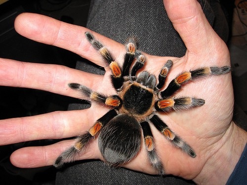 Thú chơi siêu “độc”, siêu “dị”: Nuôi rắn cảnh, nhện khổng lồ trong nhà - 7 Thú chơi nhện Tarantula du nhập vào Việt Nam khoảng đầu năm 2008 và phát triển nở rộ vào những năm 2010.