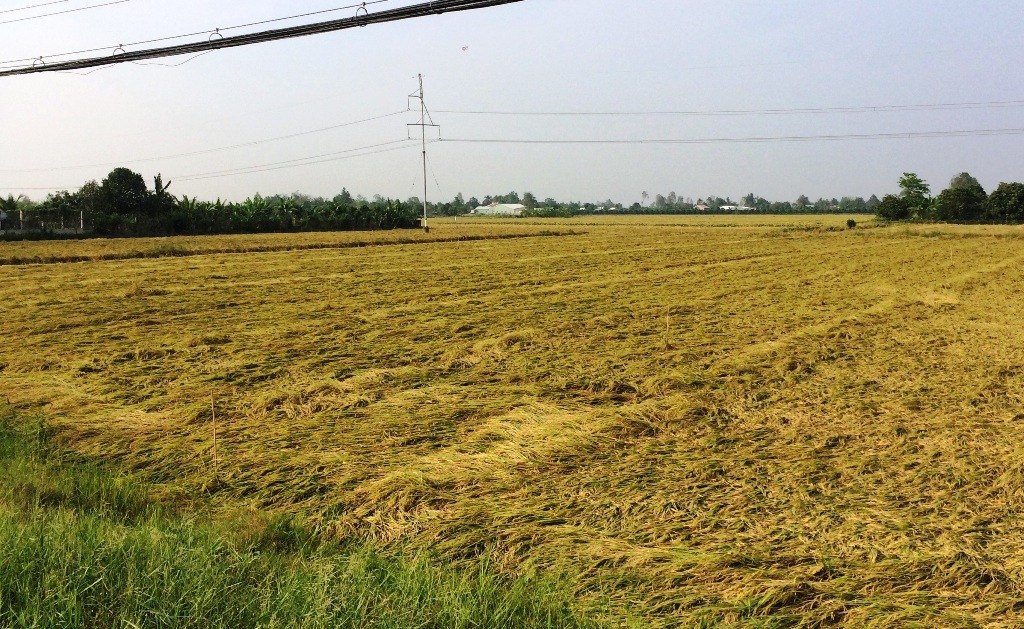 
Do mưa giông những ngày qua đã làm hàng nghìn ha lúa ở Đồng Tháp bị đổ ngã như thế này
