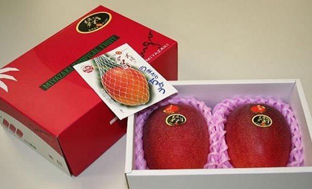 "Trứng mặt trời" đỏ rực, đặc sản Nhật mua 2 quả hết nhẵn tháng lương - 1
Tại Việt Nam, giá xoài này dao động từ 1-1,7 triệu đồng/quả, loại thượng hạng dãn nhãn trứng của Mặt trời lên tới 2,5 triệu đồng/quả