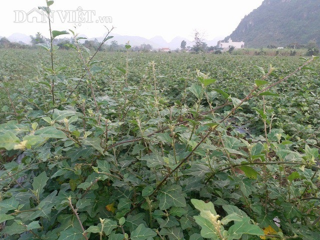 Không làm thầy giáo, về quê trồng cây dại kiếm tiền tỷ mỗi năm - 2 Cà gai leo là một giống cây dây leo, có tác dụng rất tốt đối với các bệnh liên quan đến gan.
