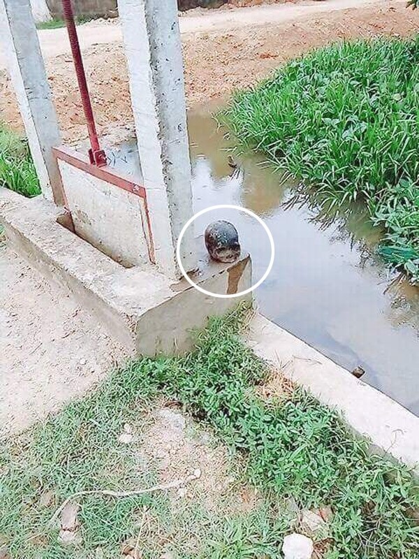 Kinh hãi phát hiện hộp sọ người bên lạch nước - 1 Hộp sọ được người dân phát hiện đưa lên bờ