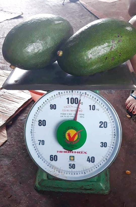 Bơ khổng lồ nặng 2,2 kg/quả giá 400 ngàn đồng vẫn cháy hàng - 3
Bơ khổng lồ có trọng lượng từ 1,2-1,8 kg/quả, quả nặng nhất lên tới 2,2 kg/quả