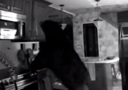 Gấu đen đói bụng đột nhập nhà dân