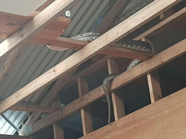 Rợn người khoảnh khắc trăn trèo tường để “đột nhập” vào nhà - 3 Con trăn hiện đang sống trên mái nhà của Knills