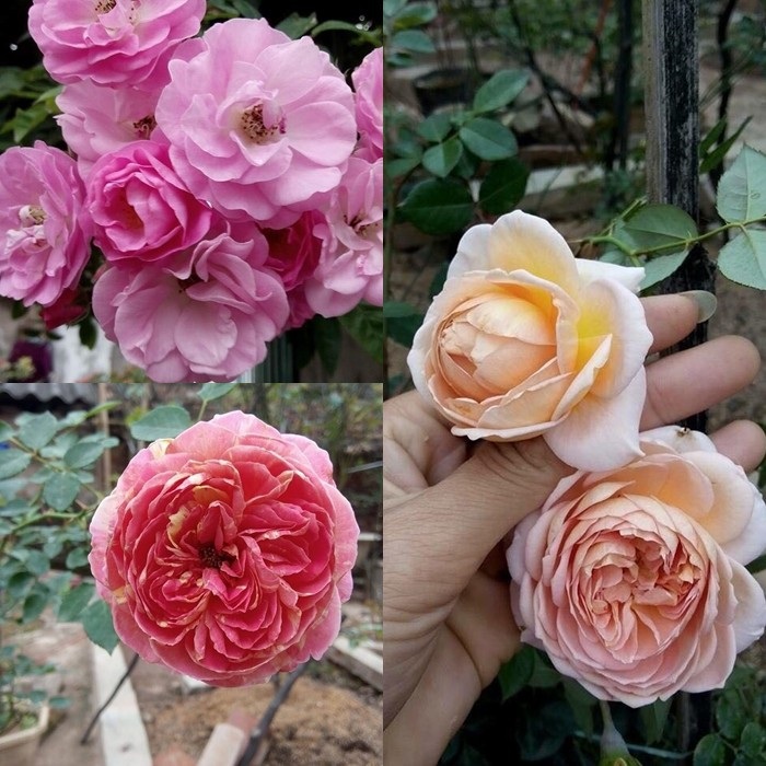 Ngỡ ngàng với ngôi nhà hoa hồng đẹp như cổ tích của ông bố trẻ ở Hưng Yên - 10