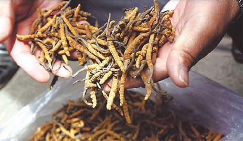 Thần dược 2 tỷ đồng/kg: Sự thật "cú lừa thế kỷ" khiến đại gia ngã ngửa - 1
Đông trùng hạ thảo Tây Tạng có giá lên tới 2,2 tỷ đồng
