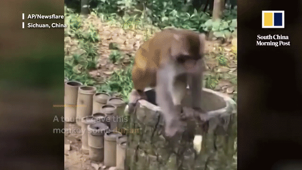 Bật cười trước phản ứng ngộ nghĩnh của chú khỉ khi ngửi thấy mùi sầu riêng - 1 Phản ứng ngộ nghĩnh của chú khỉ khi ngửi mùi sầu riêng