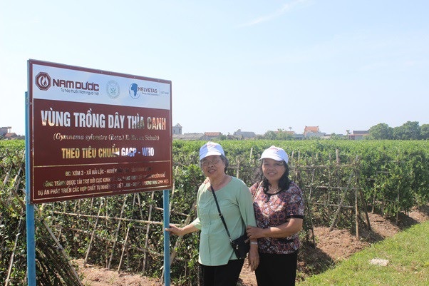 Sửng sốt về lượng đường khổng lồ đằng sau chiếc bánh trung thu - 4 Vùng trồng Dây thìa canh chuẩn hóa GACP-WHO để sản xuất TPBVSK Diabetna ở Hải Hậu – Nam Định