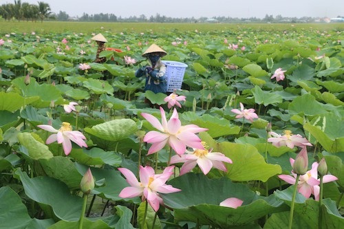Trải nghiệm mùa nước nổi ở đồng bằng sông Cửu Long - 2 Trải nghiệm mùa nước nổi ở đồng bằng sông Cửu Long - 2