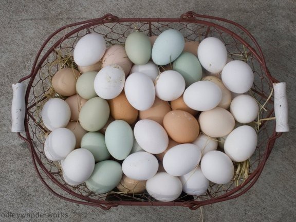 10 sự thật bạn chưa biết về trứng gà - 2