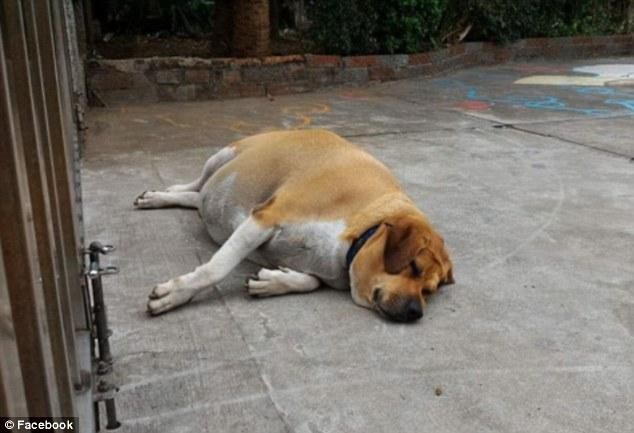 Hài hước chú chó phát phì vì được học sinh cho ăn quá nhiều - 2