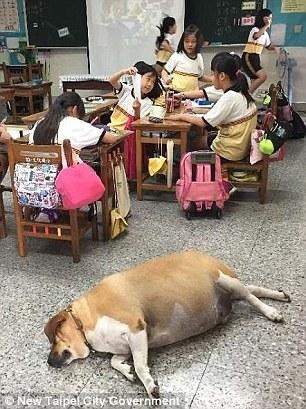 Hài hước chú chó phát phì vì được học sinh cho ăn quá nhiều - 5