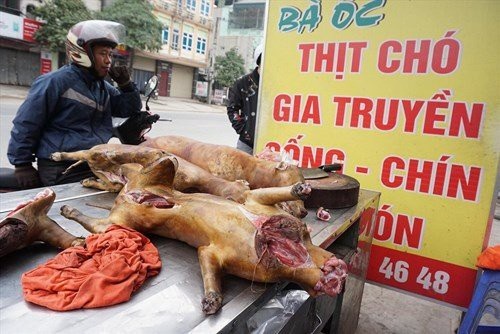 Hà Nội sẽ không bán thịt chó; Nấm đắt nhất thế giới "cháy hàng" tại Việt Nam - 1 Năm 2021 nội thành Hà Nội sẽ không kinh doanh thịt chó, mèo.