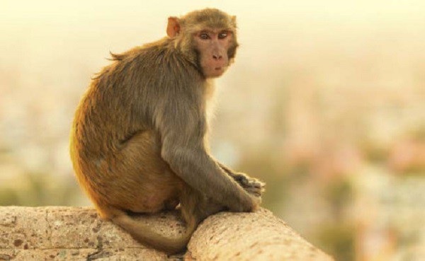 Ngoài thịt chó, 5 món ăn này cũng gây tranh cãi kịch liệt vì độ tàn nhẫn - 6 Óc khí món ăn đứng đầu danh sách về mức độ tàn bạo.