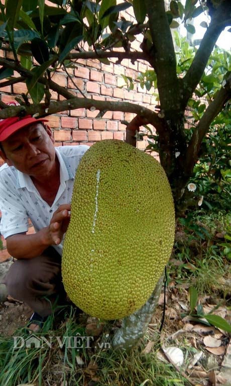 Tự tay lai tạo giống mít ra trái "khổng lồ", lời gần 1 tỷ đồng/năm - 4
Mít Thanh Sơn nếu để số lượng trái ít thì trái mít to hết cỡ khổng lồ, có trái đạt 43 ký.