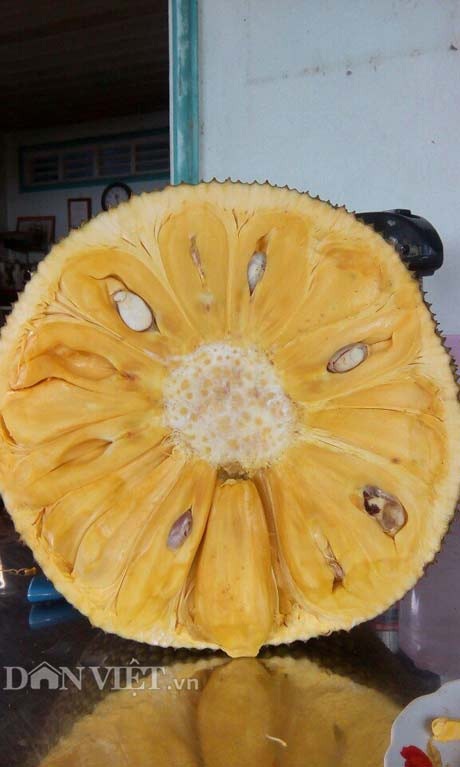 Tự tay lai tạo giống mít ra trái "khổng lồ", lời gần 1 tỷ đồng/năm - 5
Cận cảnh bên trong 1 trái mít Thanh Sơn đã bổ đôi.
