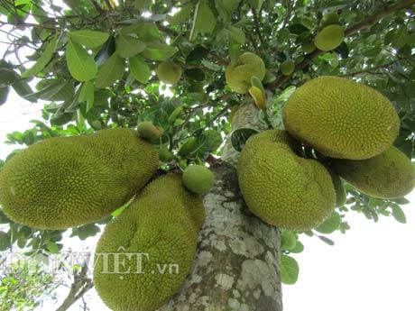 Tự tay lai tạo giống mít ra trái "khổng lồ", lời gần 1 tỷ đồng/năm - 1
Giống mít Thanh Sơn do ông Nguyễn Thanh Sơn lai tạo ra cho trái rất sai.