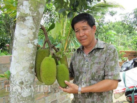 Tự tay lai tạo giống mít ra trái "khổng lồ", lời gần 1 tỷ đồng/năm - 2
Ông Nguyễn Thanh Sơn bên cây mít đầu dòng mà ông gọi là cây mít nái.