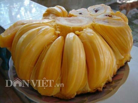 Tự tay lai tạo giống mít ra trái "khổng lồ", lời gần 1 tỷ đồng/năm - 3
Cận cảnh một miếng mít Thanh Sơn khi ông Sơn bổ ra. Ai trông thấy miếng mít này đều công nhận là không phải hấp dẫn mà cực kỳ hấp dẫn.