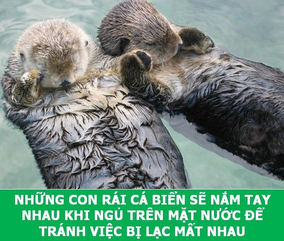Những sự thật "tan chảy" khiến bạn thêm yêu các loài sinh vật này! - 2 Những sự thật "tan chảy" khiến bạn thêm yêu các loài sinh vật này! - 2