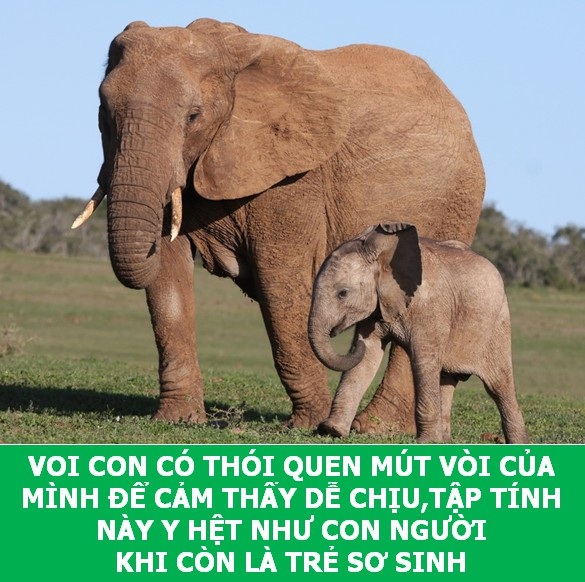 Những sự thật "tan chảy" khiến bạn thêm yêu các loài sinh vật này! - 10 Những sự thật "tan chảy" khiến bạn thêm yêu các loài sinh vật này! - 10