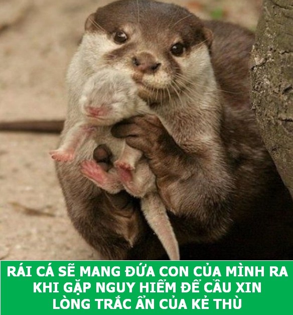 Những sự thật "tan chảy" khiến bạn thêm yêu các loài sinh vật này! - 3 Những sự thật "tan chảy" khiến bạn thêm yêu các loài sinh vật này! - 3