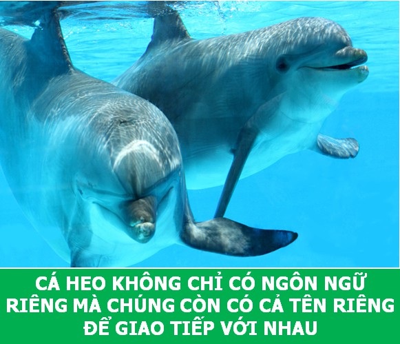 Những sự thật "tan chảy" khiến bạn thêm yêu các loài sinh vật này! - 4 Những sự thật "tan chảy" khiến bạn thêm yêu các loài sinh vật này! - 4