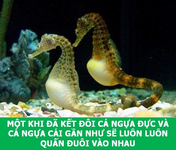 Những sự thật "tan chảy" khiến bạn thêm yêu các loài sinh vật này! - 5 Những sự thật "tan chảy" khiến bạn thêm yêu các loài sinh vật này! - 5