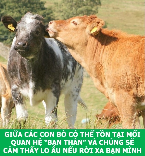 Những sự thật "tan chảy" khiến bạn thêm yêu các loài sinh vật này! - 6 Những sự thật "tan chảy" khiến bạn thêm yêu các loài sinh vật này! - 6
