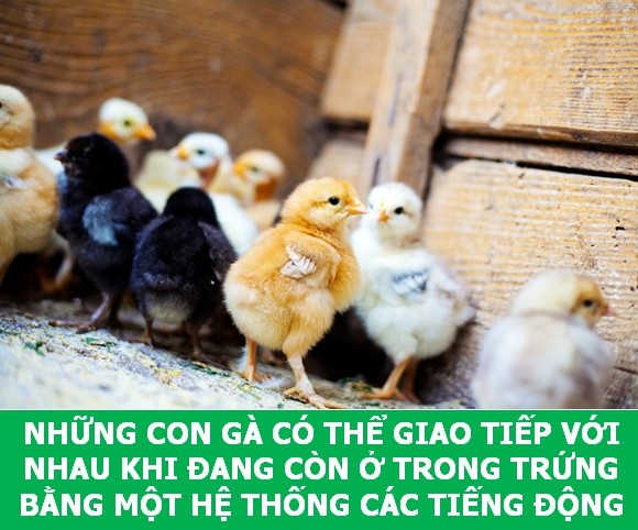 Những sự thật "tan chảy" khiến bạn thêm yêu các loài sinh vật này! - 7 Những sự thật "tan chảy" khiến bạn thêm yêu các loài sinh vật này! - 7