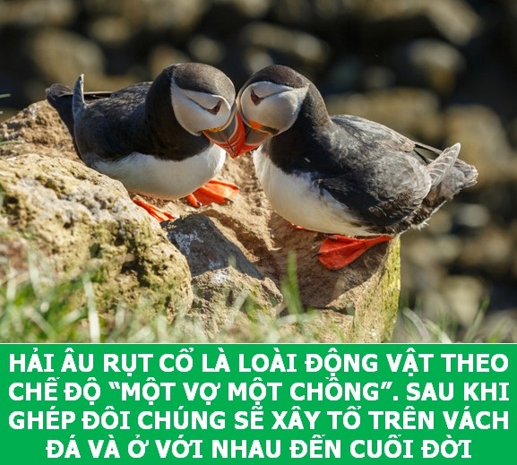 Những sự thật "tan chảy" khiến bạn thêm yêu các loài sinh vật này! - 8 Những sự thật "tan chảy" khiến bạn thêm yêu các loài sinh vật này! - 8
