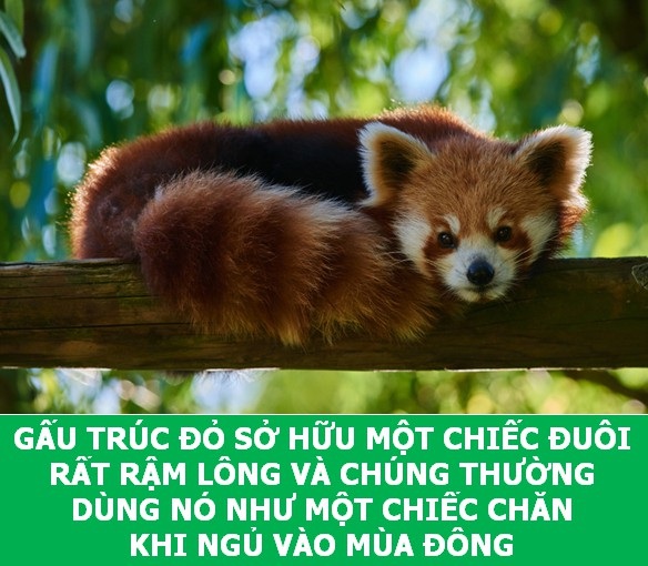 Những sự thật "tan chảy" khiến bạn thêm yêu các loài sinh vật này! - 9 Những sự thật "tan chảy" khiến bạn thêm yêu các loài sinh vật này! - 9