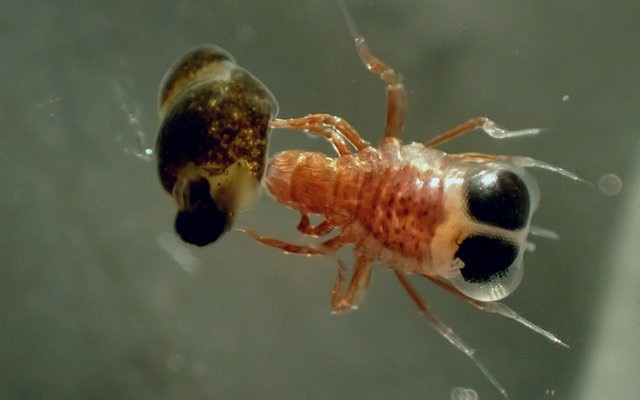 Loài giáp xác ở Nam Cực biết “bắt cóc” để tự vệ - 2
Một con amphipod đang mang đối tượng bị “bắt cóc”. Ảnh: Charlotte Havermans/Alfred Wegener - Viện Nghiên cứu Biển và Địa cực.