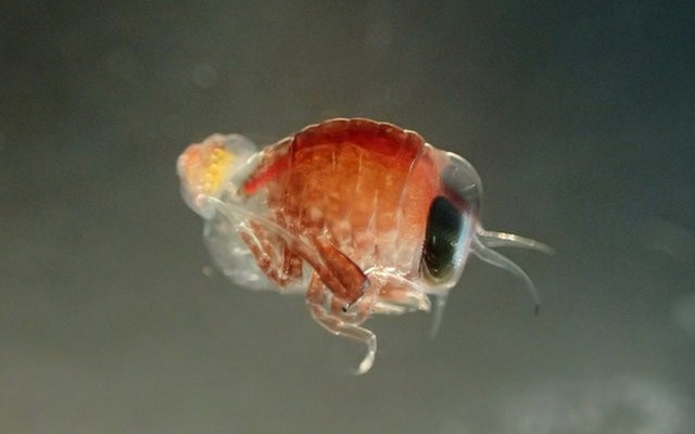 Loài giáp xác ở Nam Cực biết “bắt cóc” để tự vệ - 3
Loài H. dilatate mang một con ốc Clione limacina antarctica màu vàng sau lưng. Ảnh: Charlotte Havermans/Alfred Wegener -Viện Nghiên cứu Biển và Địa cực.