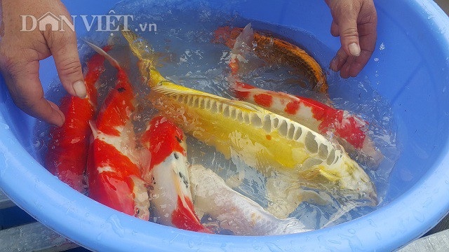 Nuôi loài cá nghìn đô trên sông Hồng, mỗi năm bỏ túi cả tỷ đồng. - 4 Nuôi loài cá nghìn đô trên sông Hồng, mỗi năm bỏ túi cả tỷ đồng. - 4