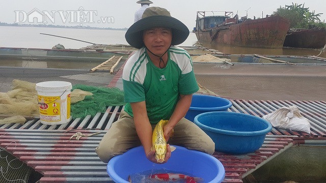 Nuôi loài cá nghìn đô trên sông Hồng, mỗi năm bỏ túi cả tỷ đồng. - 1 Nhờ nuôi cá Koi trên sông Hồng mà gia đình anh Phan Văn Sơn có thu nhập hàng tỷ đồng/năm.