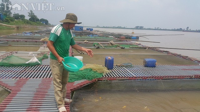 Nuôi loài cá nghìn đô trên sông Hồng, mỗi năm bỏ túi cả tỷ đồng. - 3 Cận cảnh quy mô trang trại cá Koi cua anh Phan Văn Sơn trên sông Hồng đoạn chảy qua địa phận xã Mỹ Tân, huyện Mỹ Lộc.