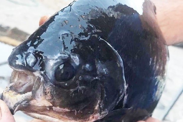 
Con cá được tìm thấy tại một con sông ở Nga.
