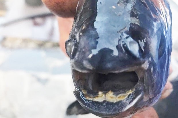 
Cá hổ piranha có thể bị ai đó đem thả về tự nhiên.
