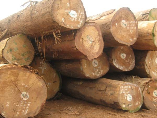 Vụ 70.000m3 gỗ, doanh nghiệp đồng loạt kiến nghị gỡ khó - 1
Gỗ lim nhập khẩu từ Cameroon. (Ảnh minh hoạ)