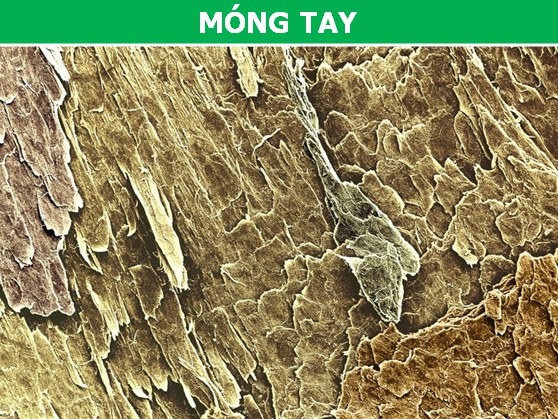Các bộ phận trên cơ thể chúng ta trông thế nào dưới ống kính hiển vi? - 2 Nếu không có chú thích liệu có mấy ai biết rằng đây chính là hình ảnh móng tay dưới ống kính hiển vi.